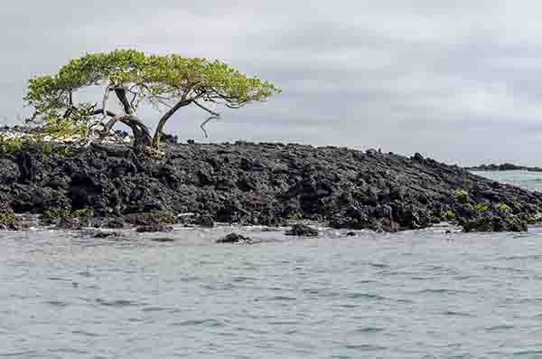 131 - Ecuador - islas Galapagos - islote Las Tintoreras
